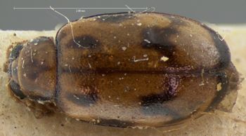 Media type: image; Entomology 18457   Aspect: habitus dorsal view